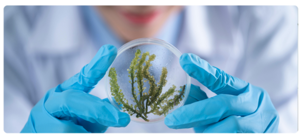 Scientist holds up sample being studied